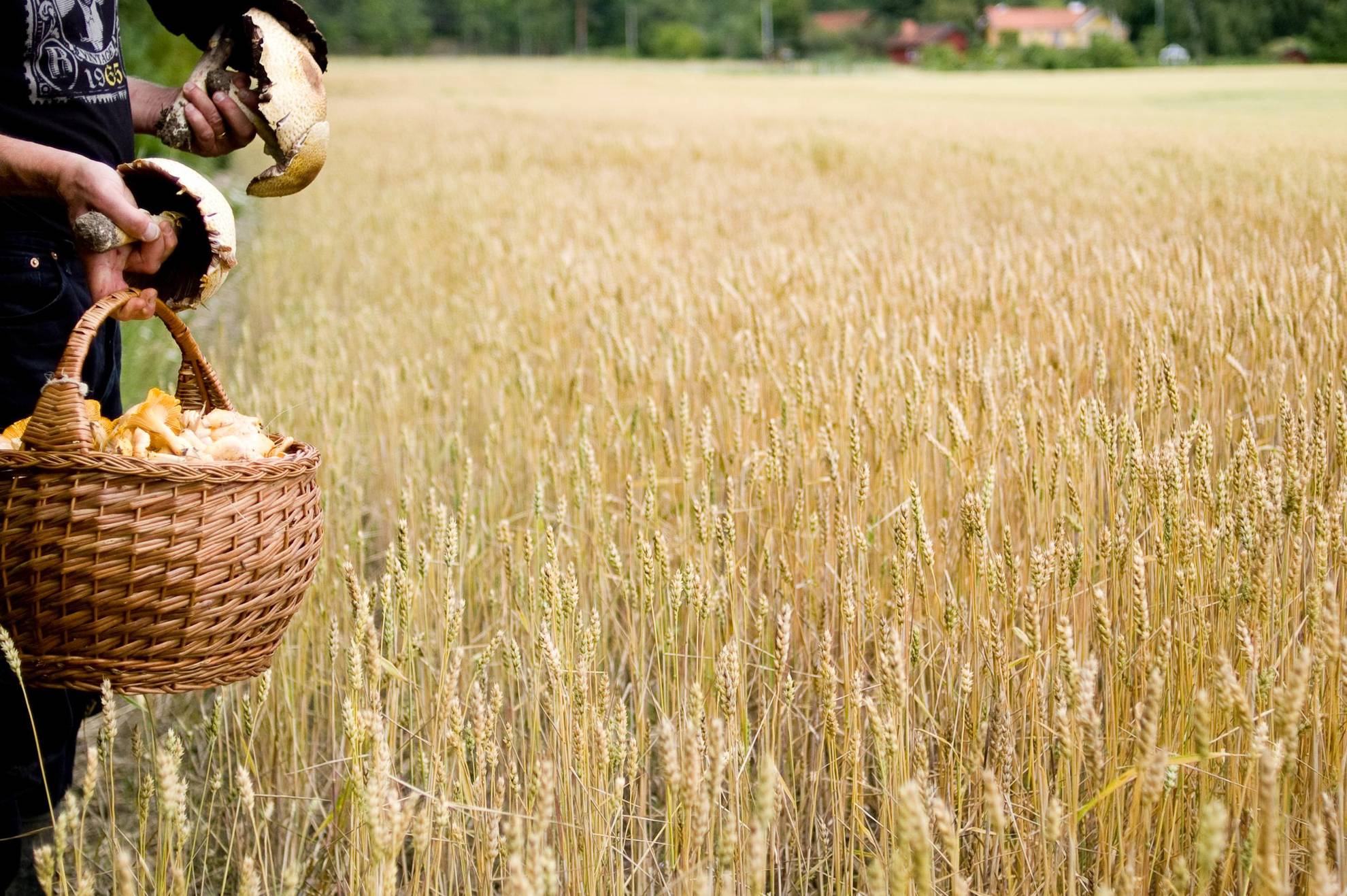 A person walks through a wheat field with mushrooms in his hands and more mushrooms in a basket held in his right hand.