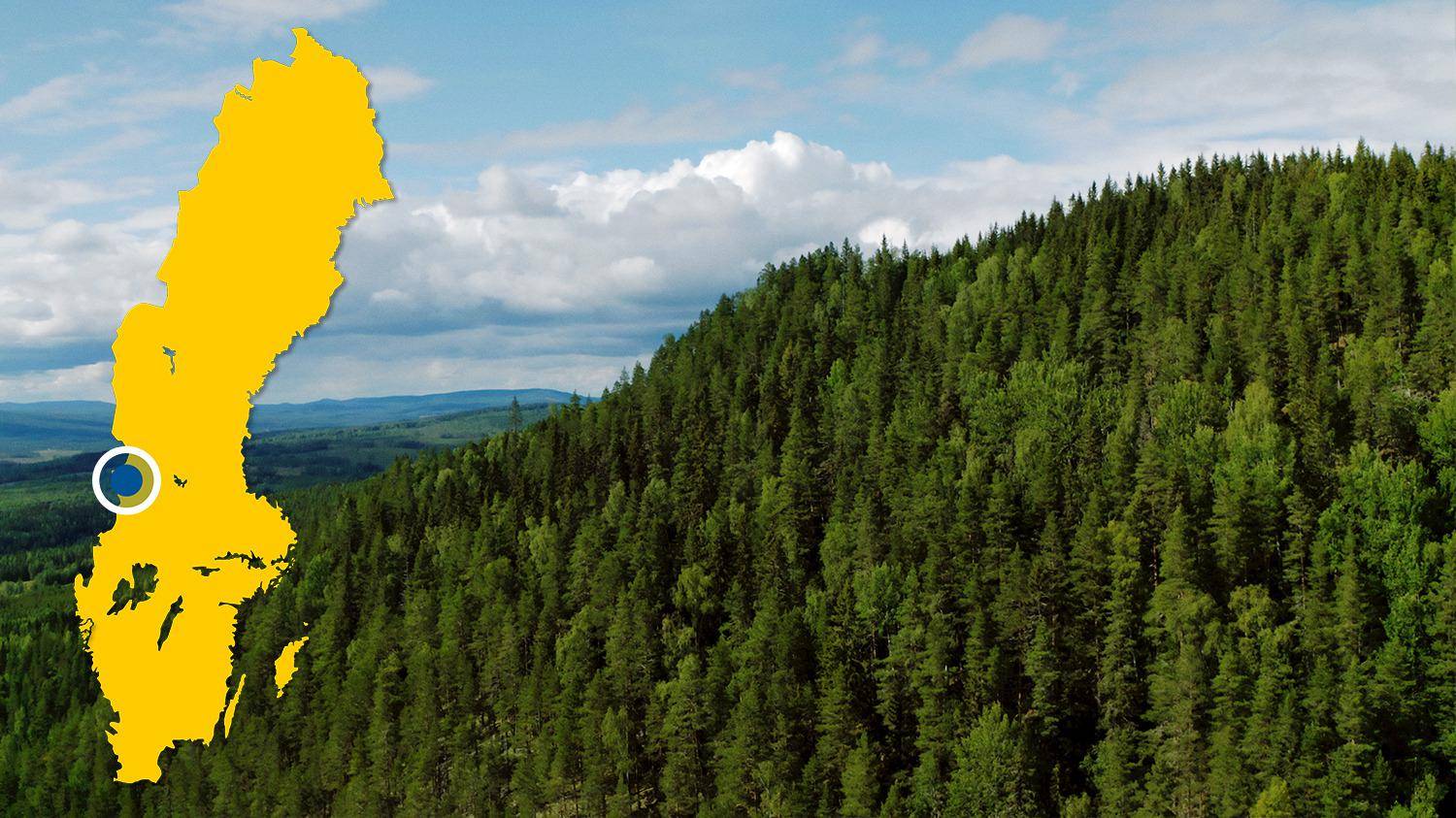 A view of a green coniferous forest. In the picture, there is a yellow map of Sweden with a blue dot that marks Höljes.