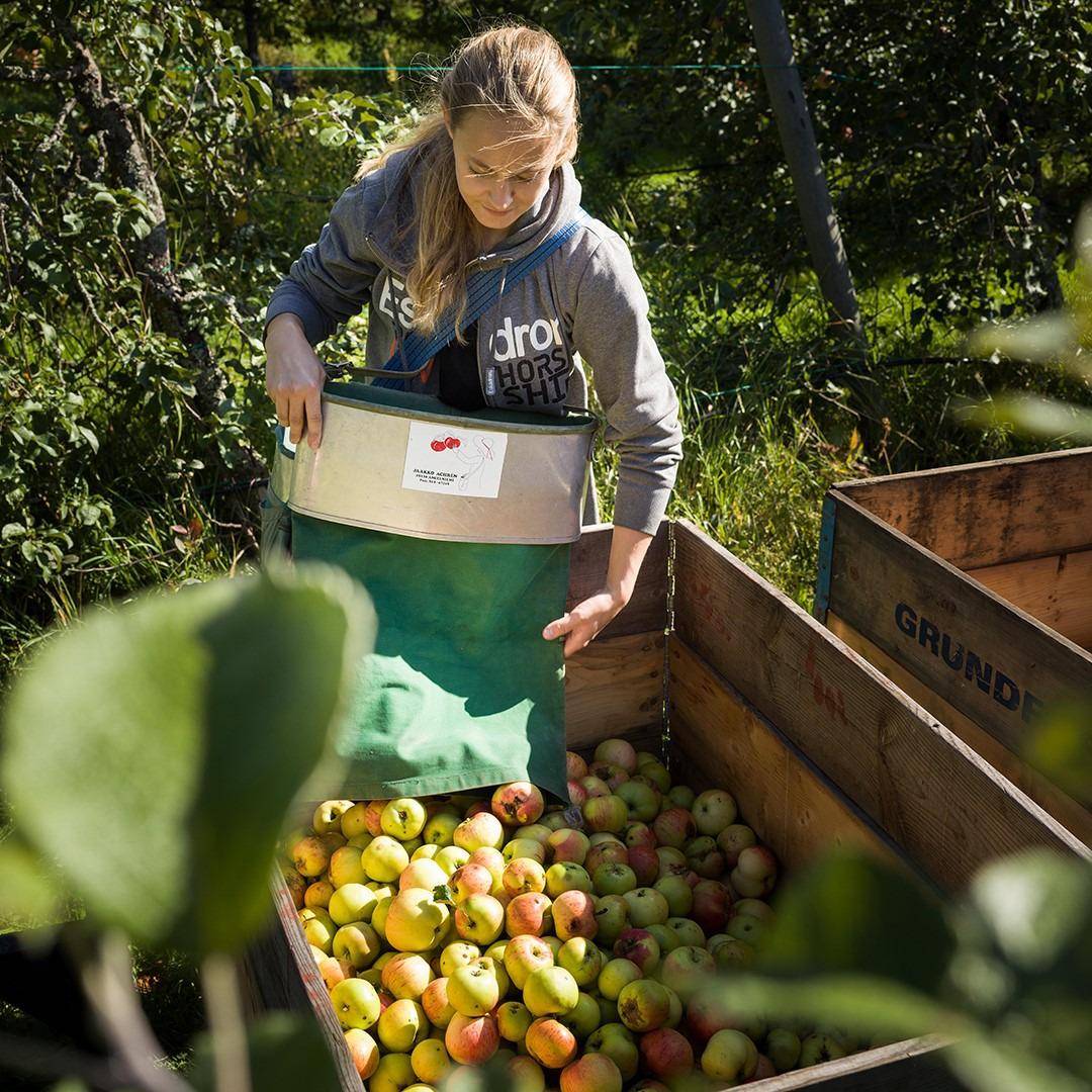 A woman pouring apples into a wooden box.