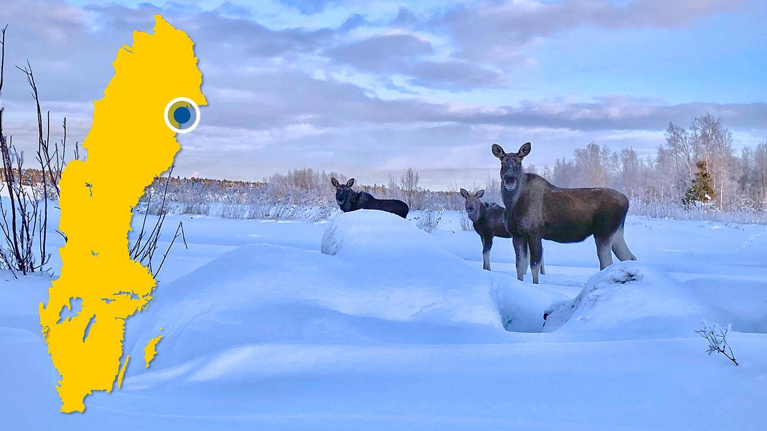 Three moose are standing in a snow-covered landscape. There is a yellow map of Sweden with a blue dot that marks Kallax.