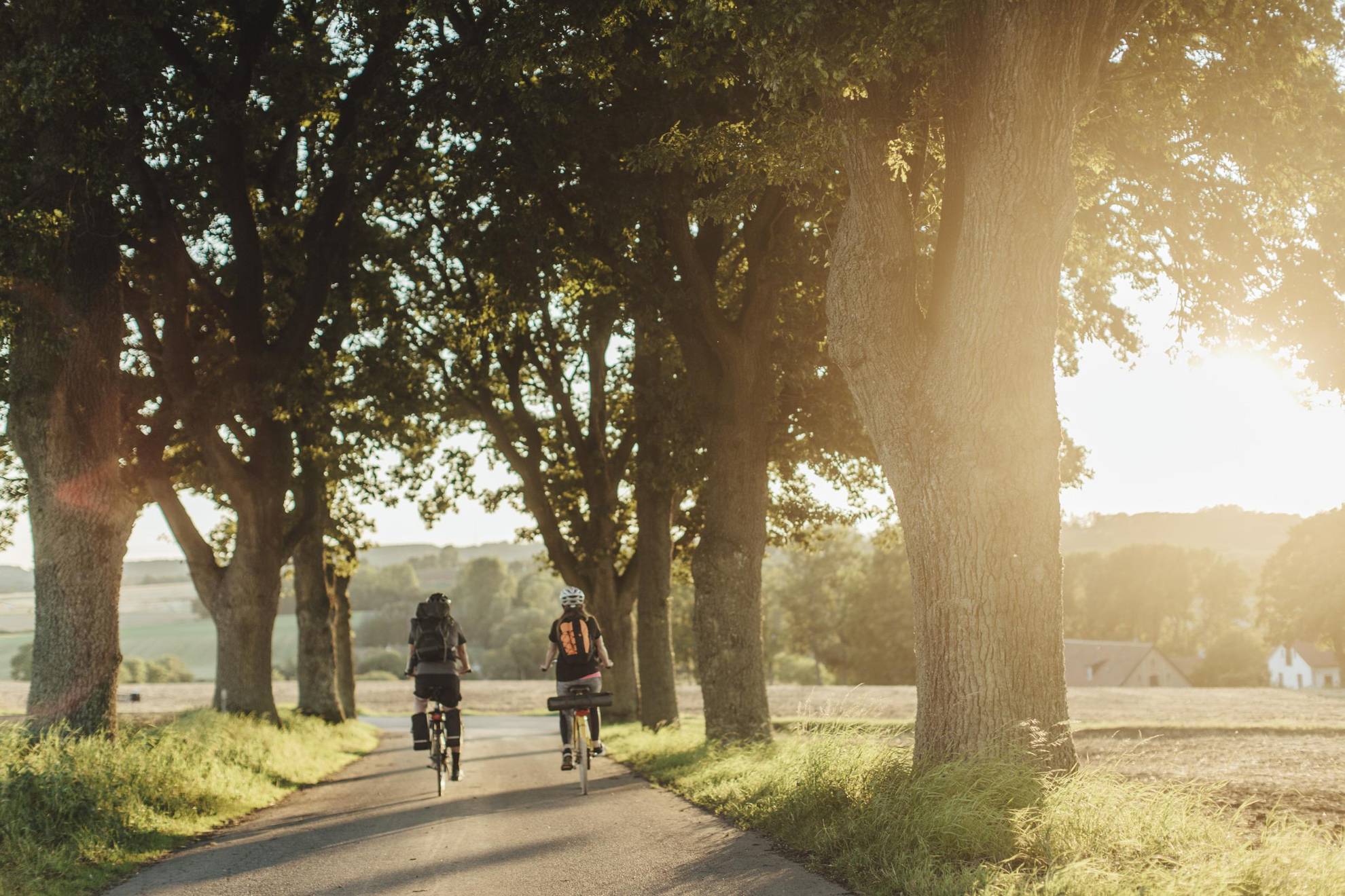 Two people cycling on a tree lined allé surrounded by fields, while the sun is setting.