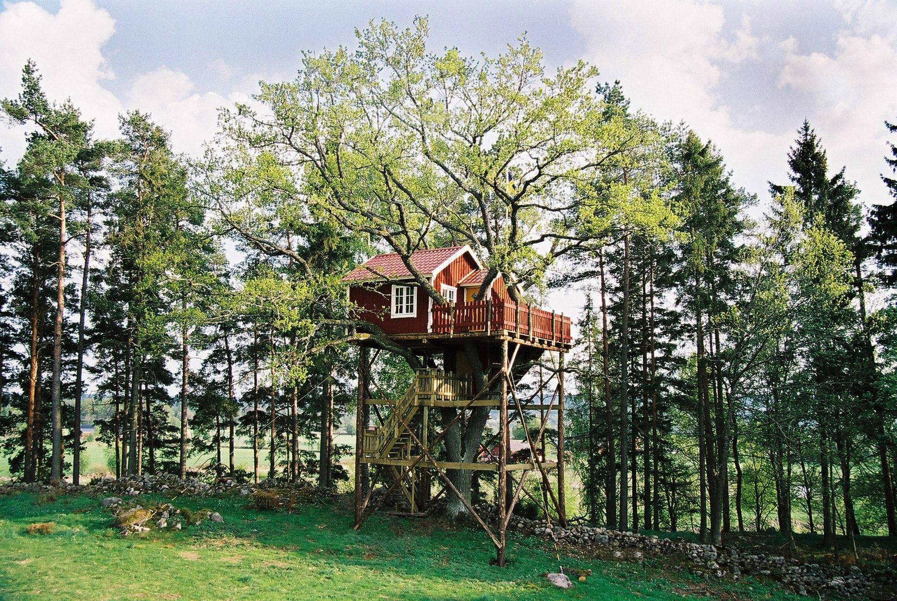 A red tree house 6,5 meters up among the branches of an oak tree. It got a red fens an a wooden staircase.