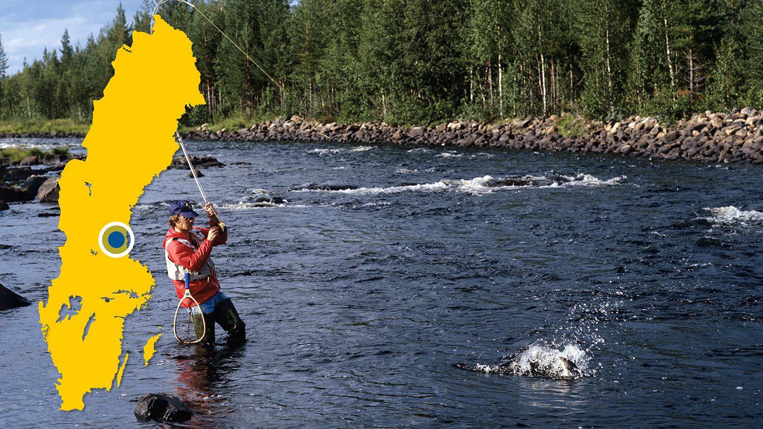 A man is standing in a river fly fishing. He has just caught a fish and is trying to reel it in. There is a yellow map of Sweden with a blue dot that marks the location of Voxnan.