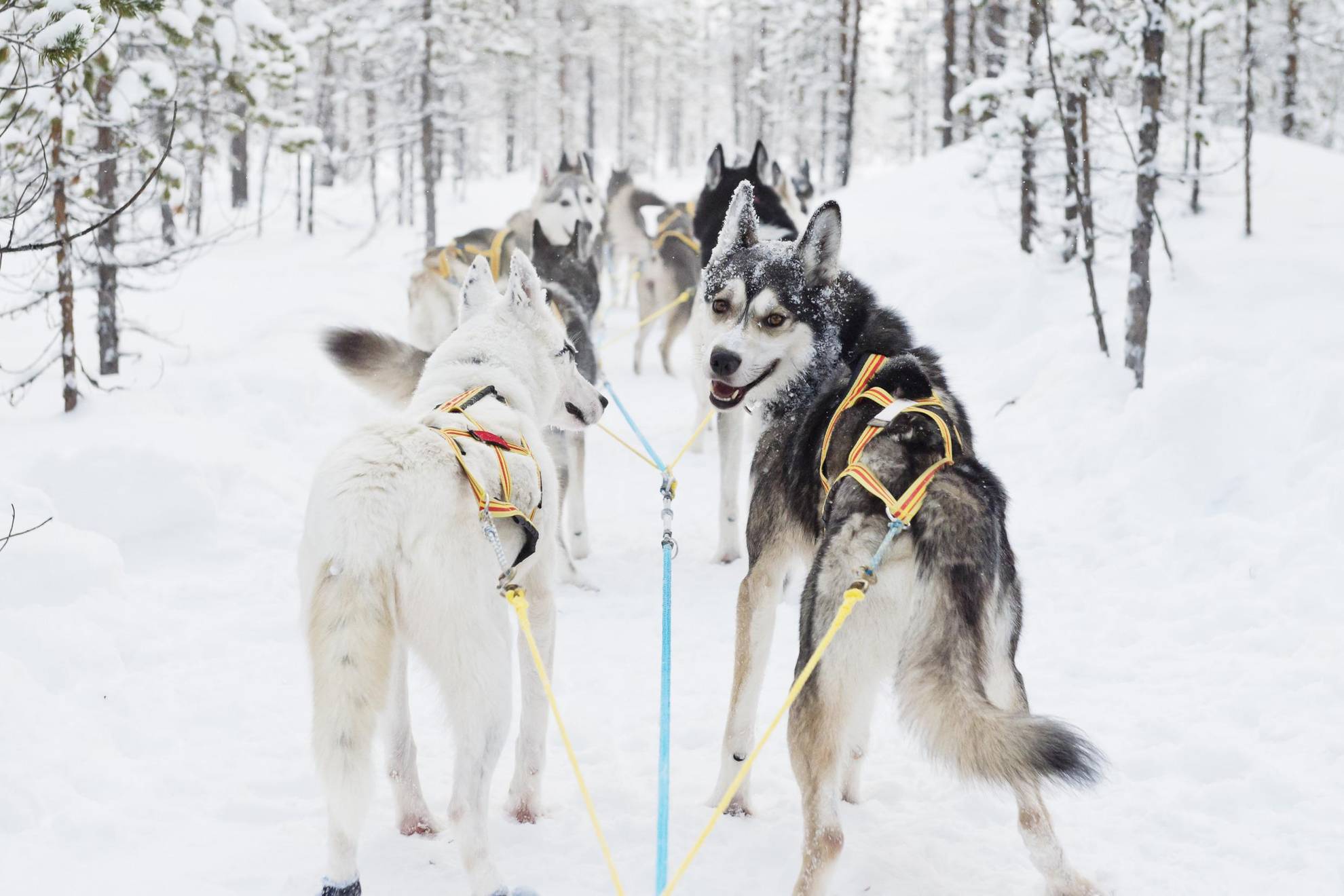 Siberian Huskies are standing ready to pull a dog sled in a snowy forest.