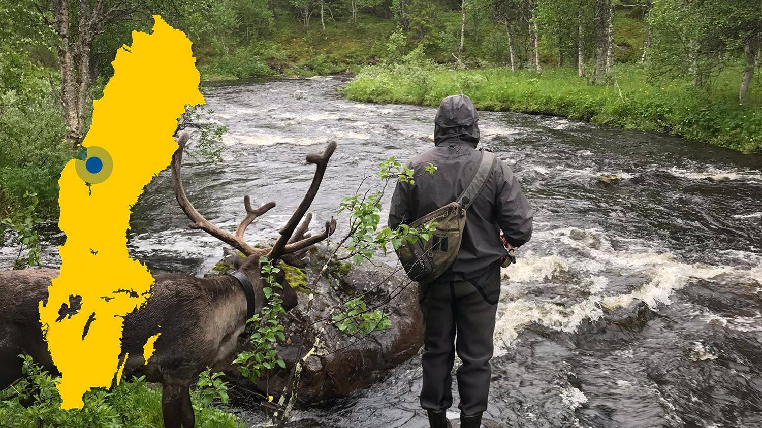 A reindeer and a person looking towards a river. A yellow map of Sweden with a mark locating Laxviken is placed in the picture.