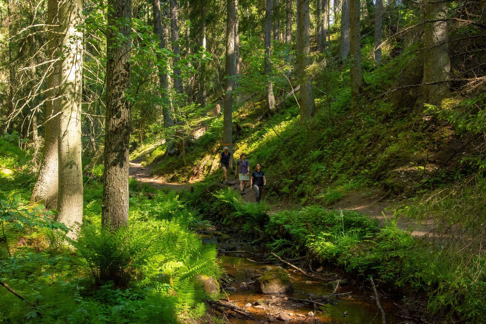 Three people walking on a forrest trail surronded by lush green trees and a small stream.