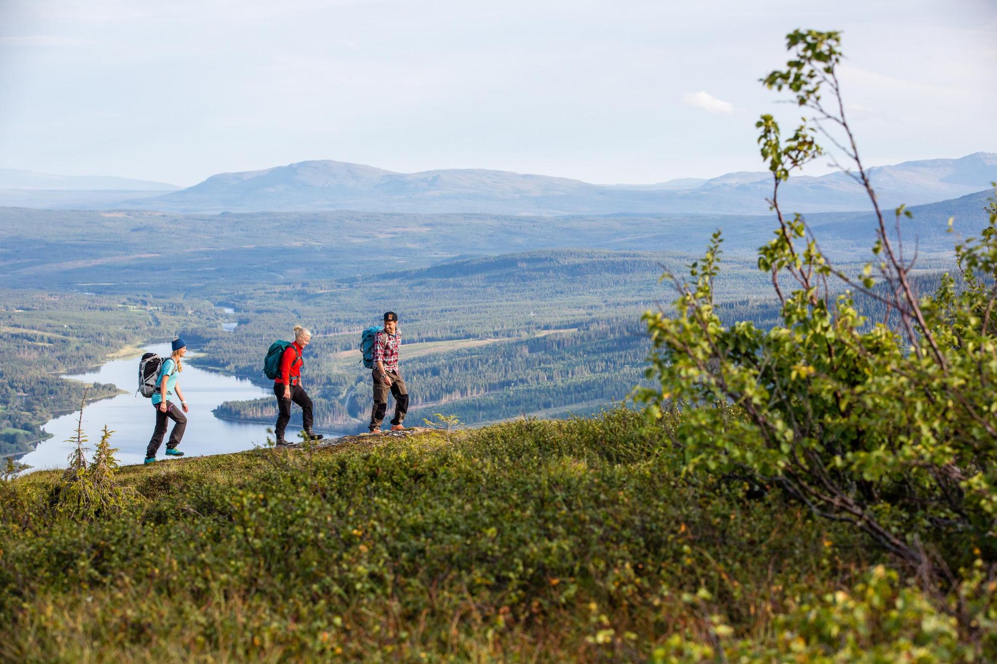 Three people are hiking during summer.