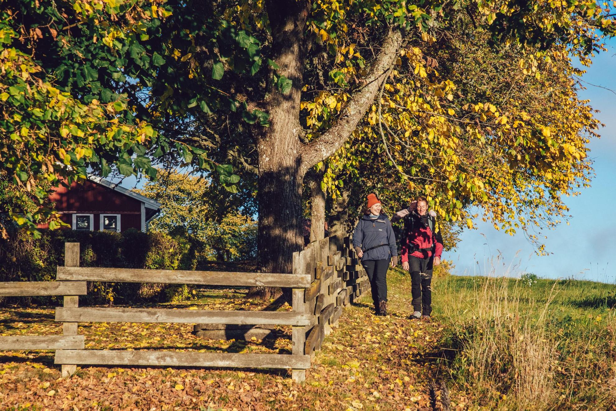 Two people are walking next to a wooden fence on a sunny autumn day.