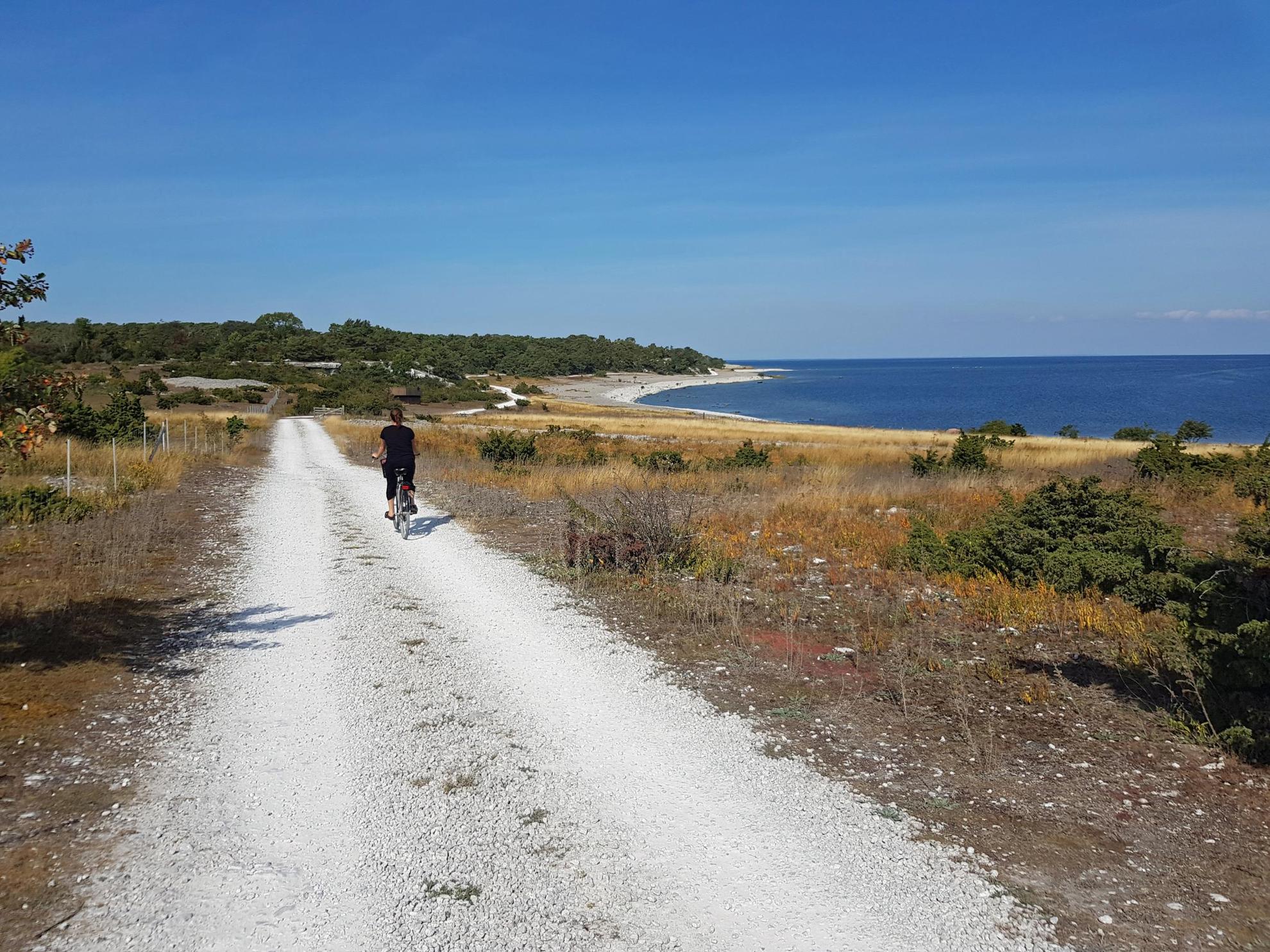 A person is biking on a country road along the sea on Gotland. Field with yellow grass and small bushes on the sides of the road.