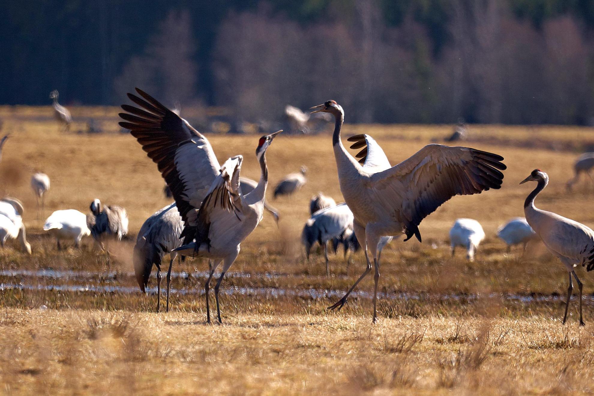 Dancing cranes by Hornborgarsjön, West Sweden