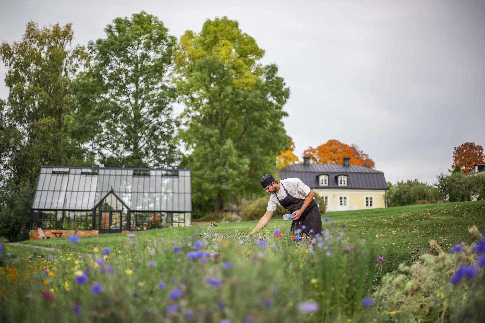 A chef is picking herbs and flowers from a garden. There is a greenhouse in the background.