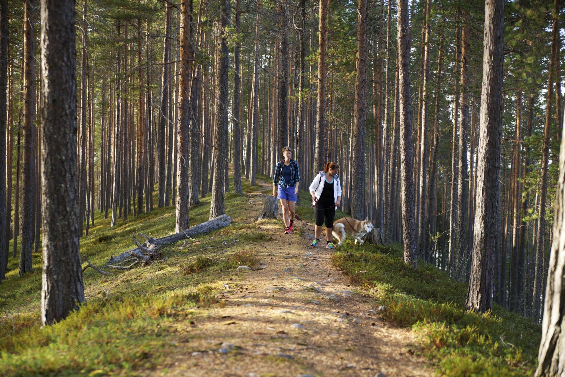 Two people with a dog on a leash walks on a hiking trail in a forest.