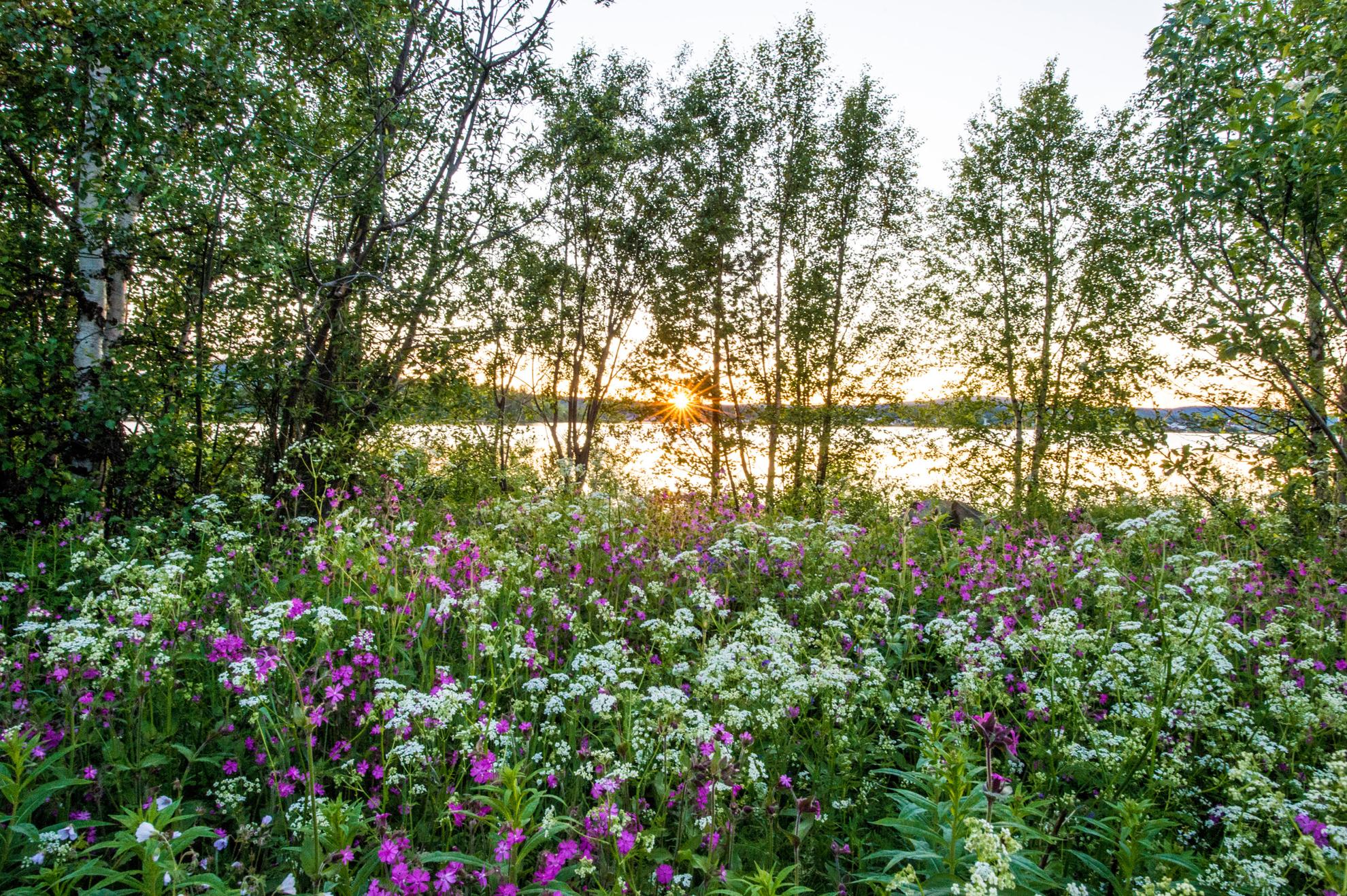 Image of a meadow during midnight sun and the summer solstice