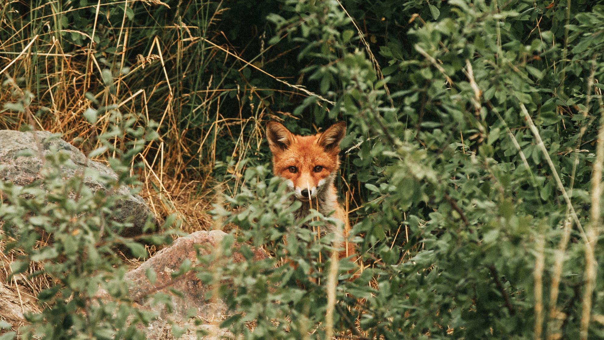A fox in the wild behind bushes.