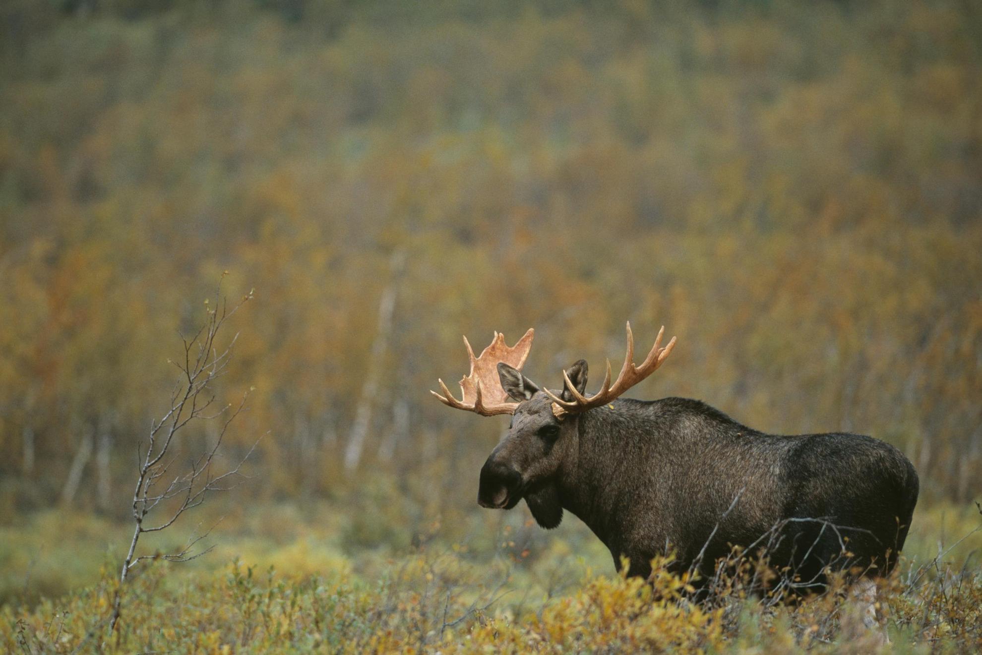 A male moose with large antlers stands in a forest clearing.