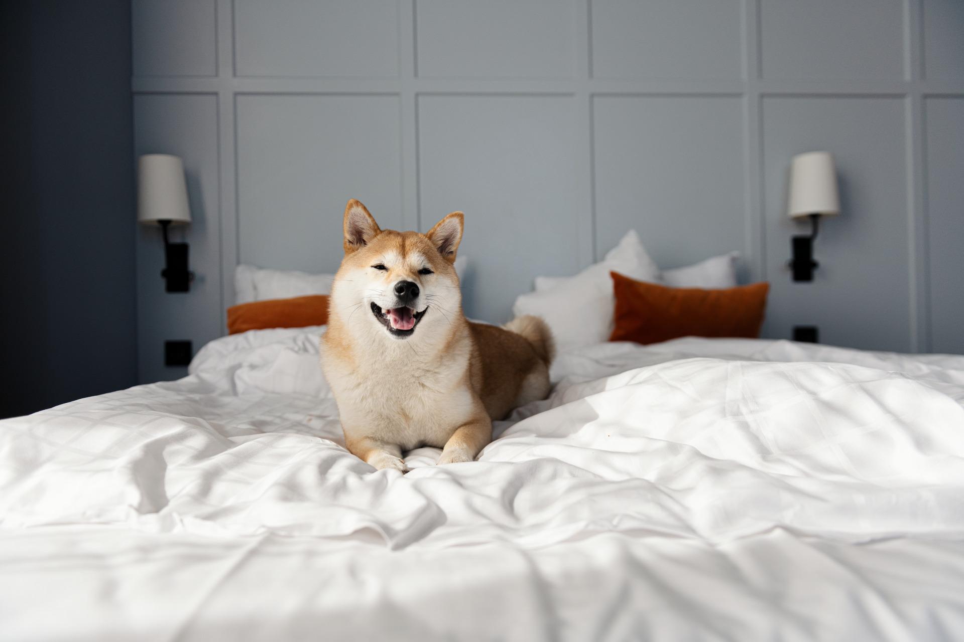 A dog lies on white linen on a hotel bed.