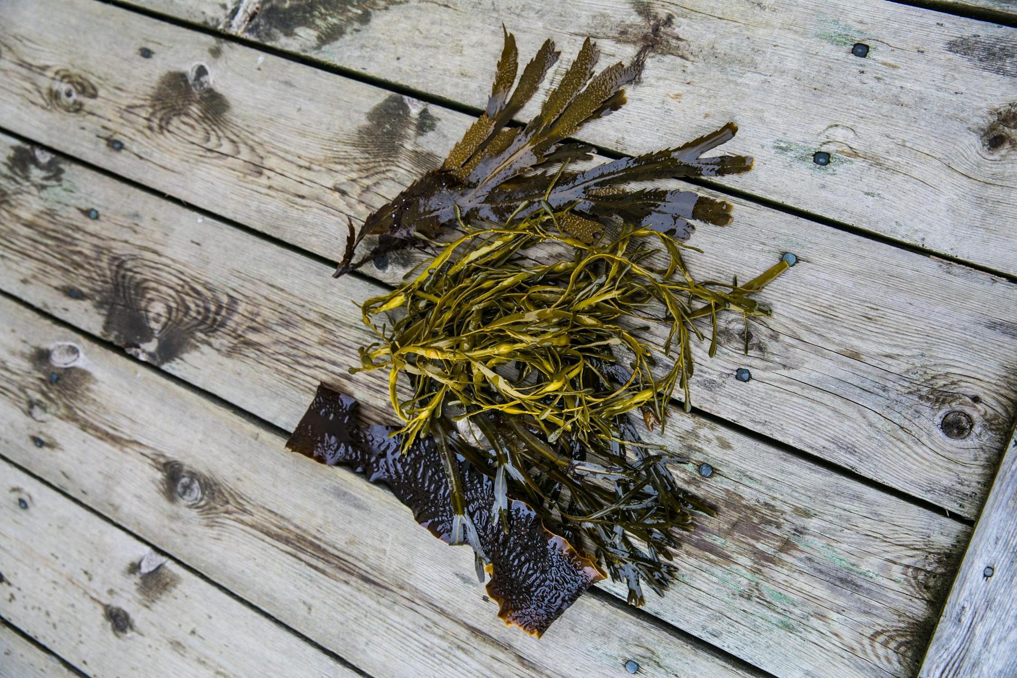 Seaweed lies on a wooden jetty.