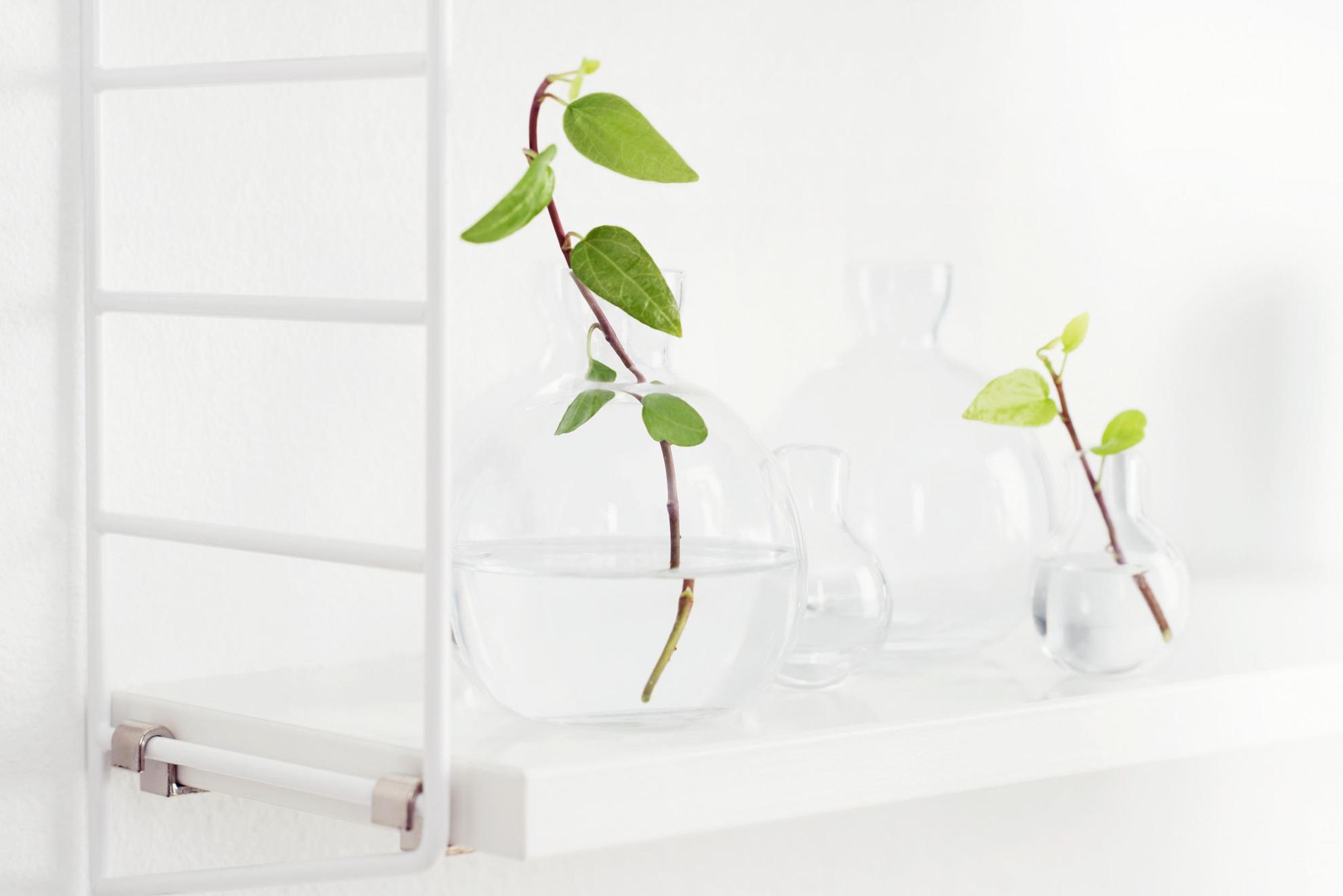 Two clear glass vases with greenery on the shelf of a String shelf, a famous design from Svenskt Tenn.