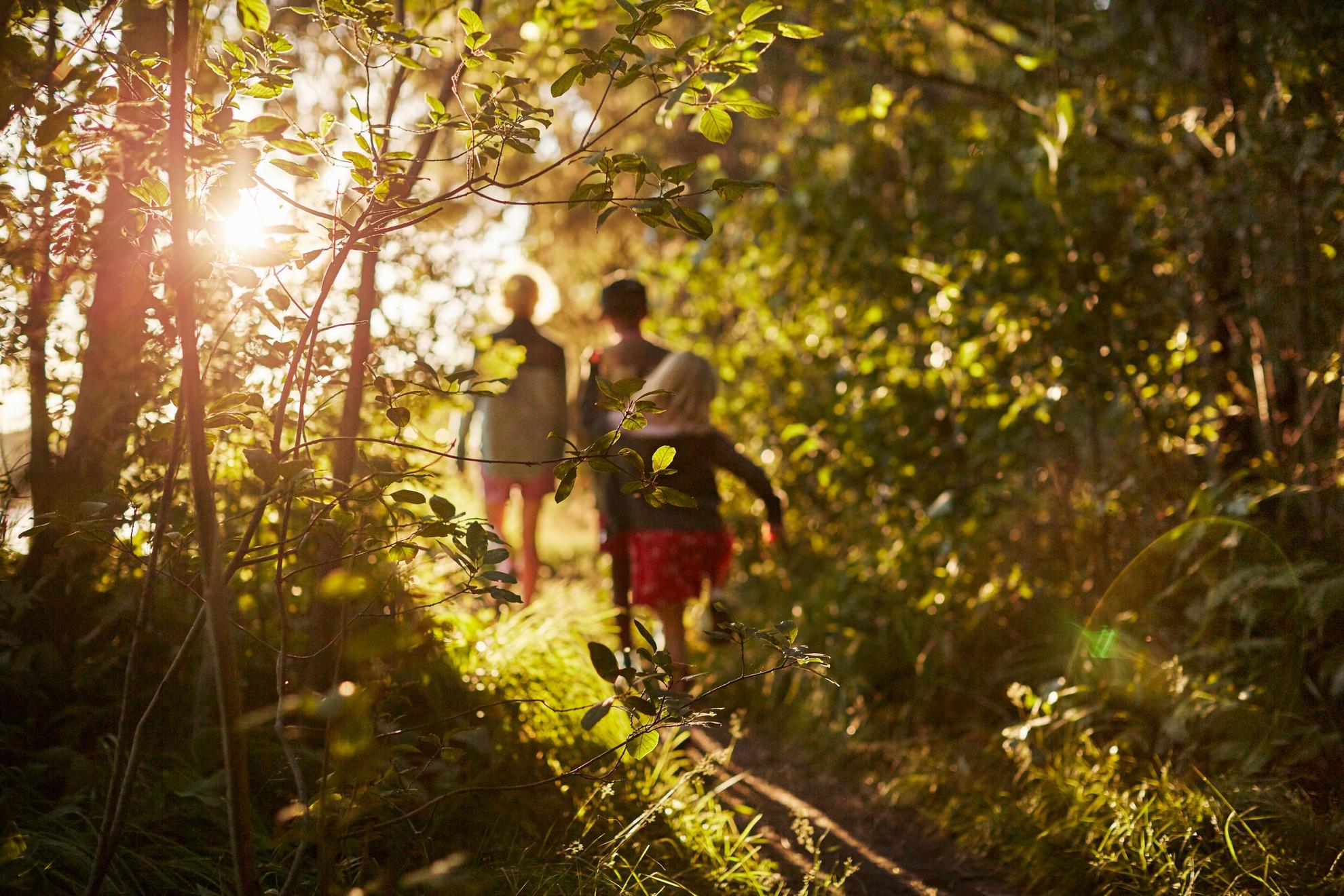 The sun is shining through the vegetation in a forest where three kids are walking.