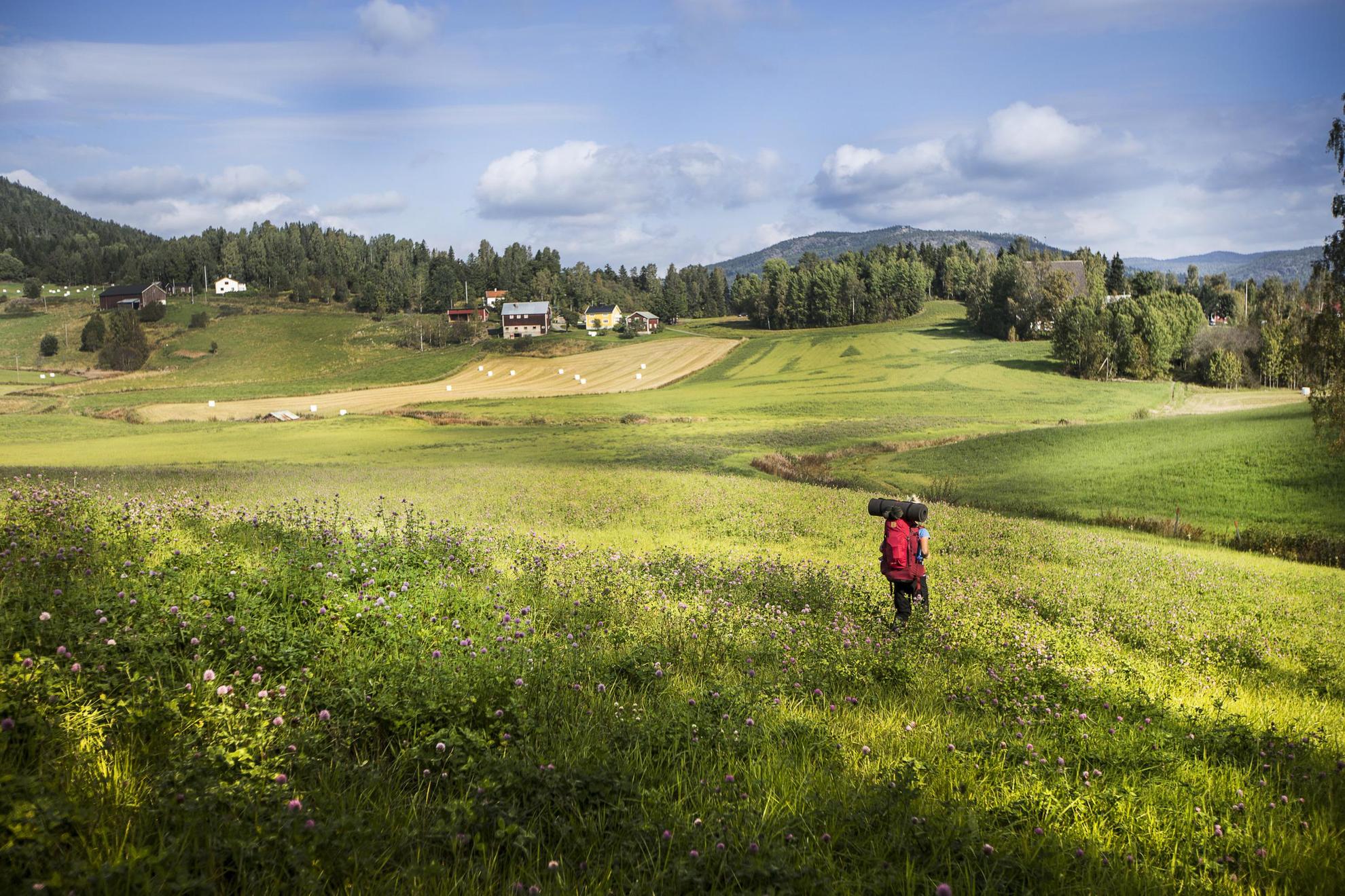 A person with a backpack is hiking through a meadow during summer.