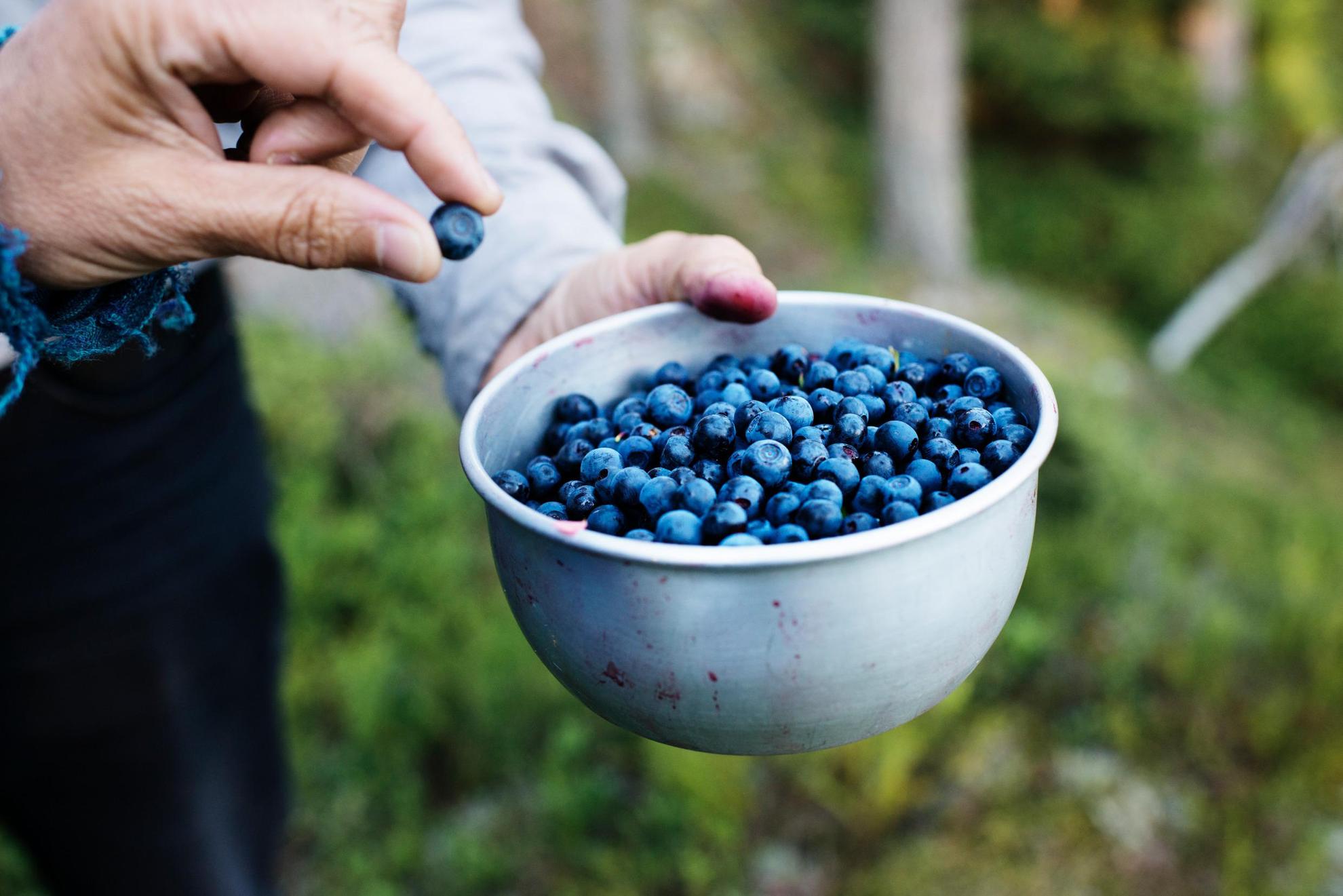 A person out of view is holding a bowl of blueberries in one hand and pinches one blueberry between two fingers of the other hand as if to show it to someone.