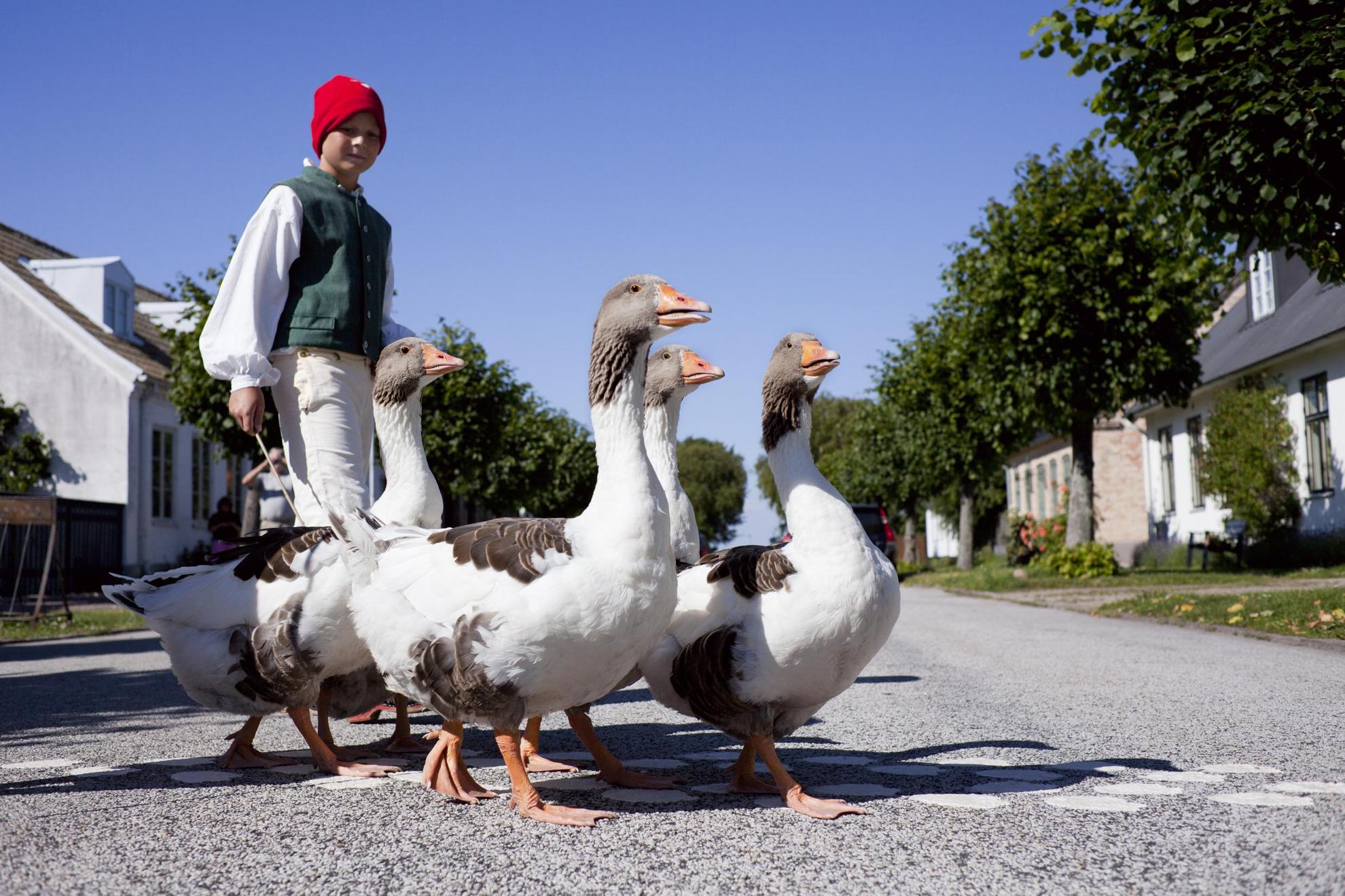 A boy is herding a flock of geese across a quiet street.