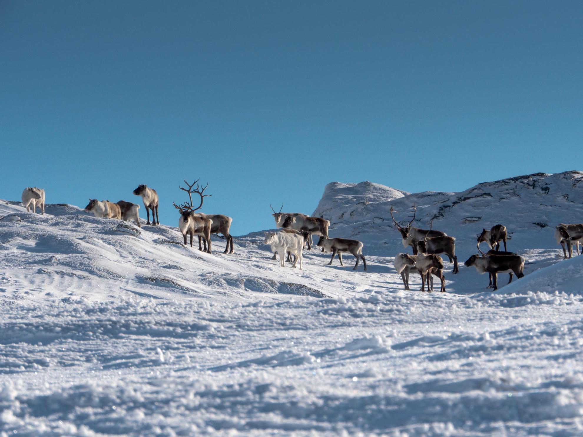 Reindeer in Åre