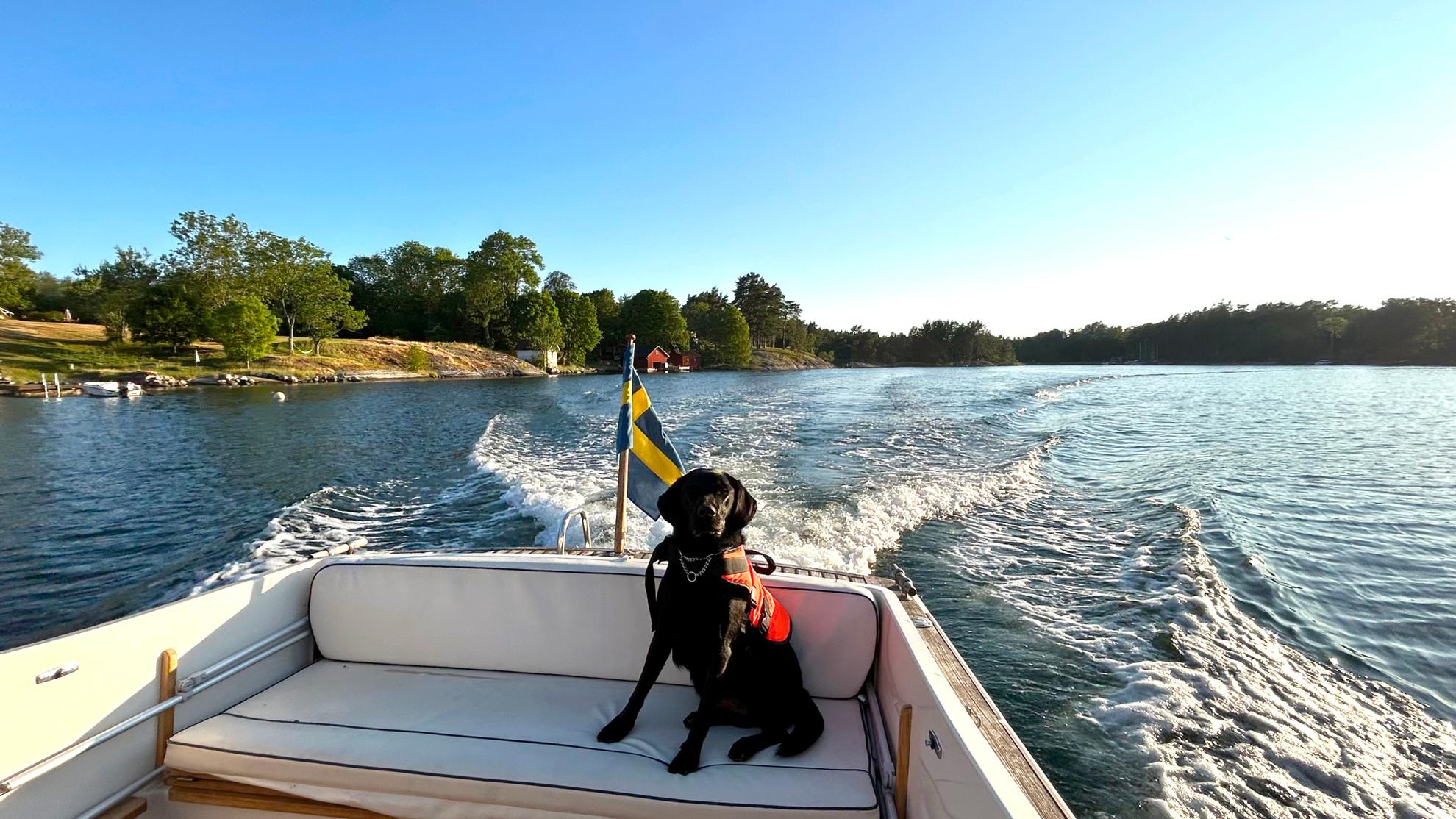 A dog with a lifevest sits in the back of a boat on a sunny summer day.