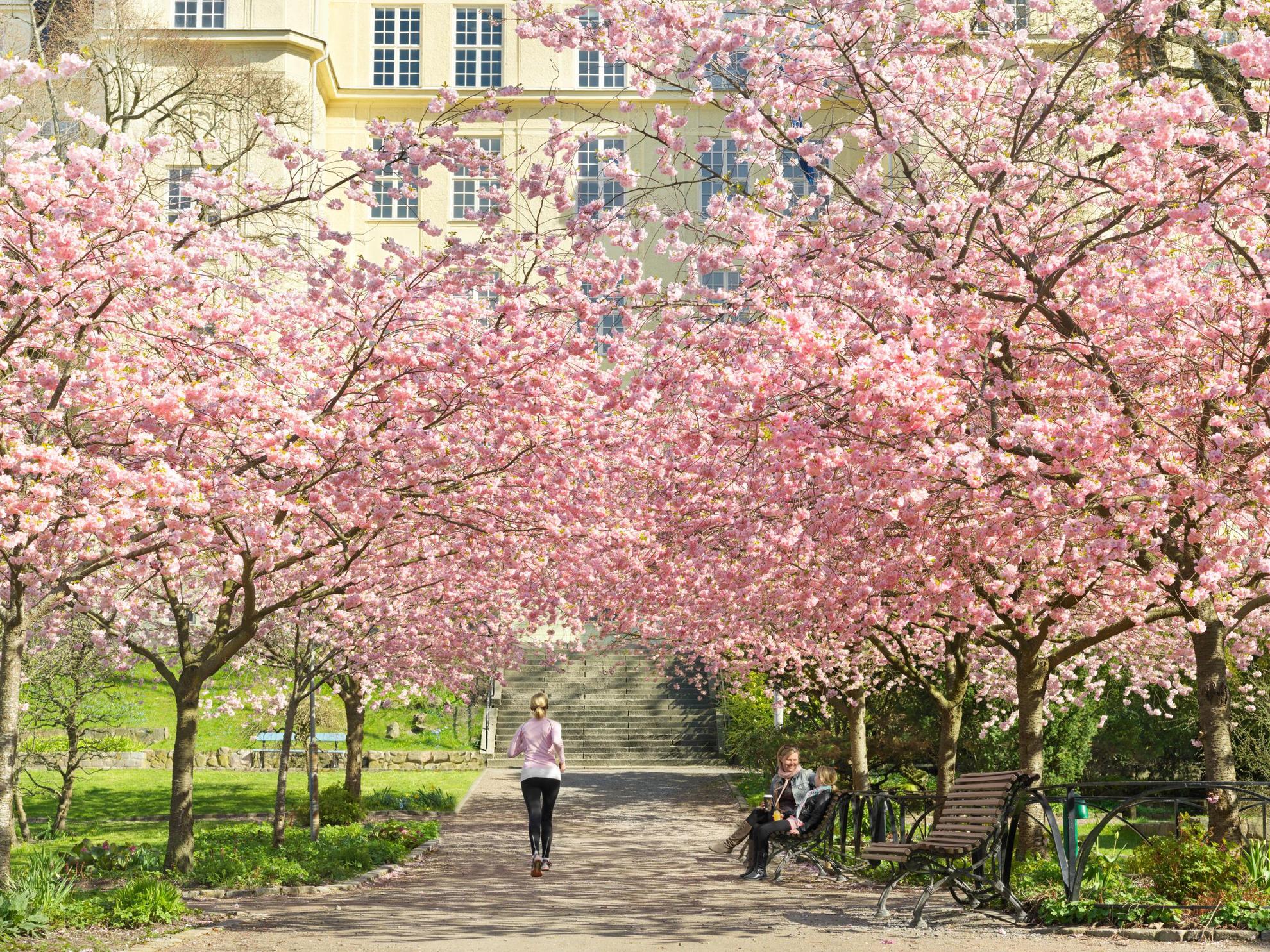 A woman is jogging and two women are sitting on a bench in a park full of blooming cherry blossoms trees.