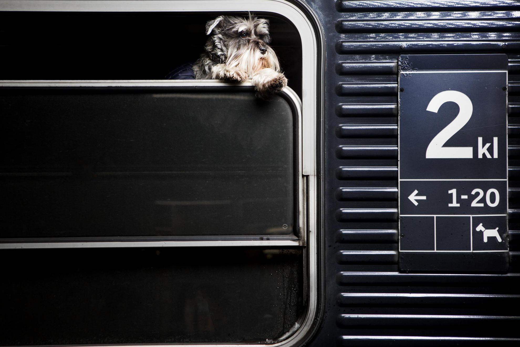 A dog looks out through the window from inside a train.