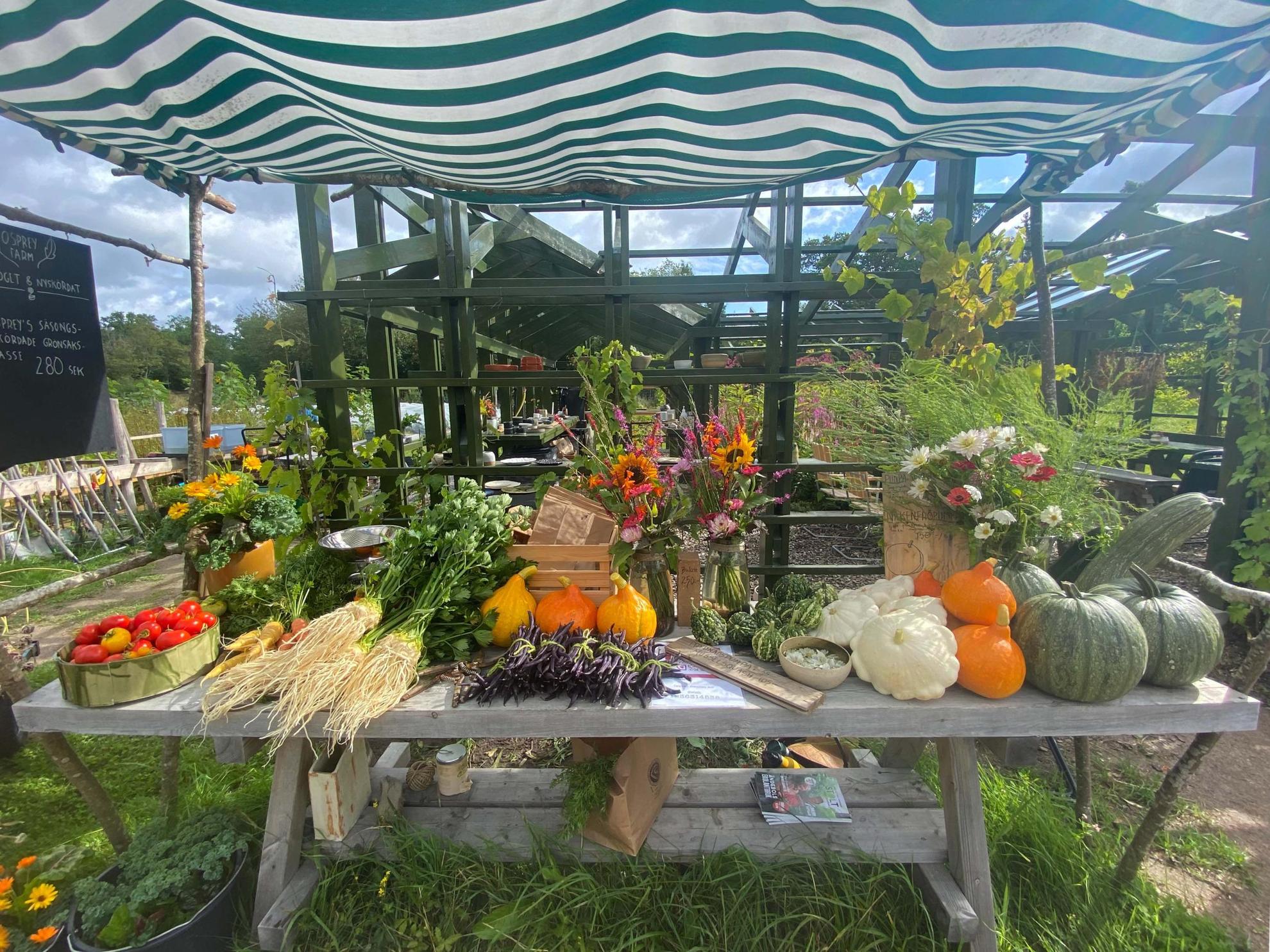 A table is filled with various vegetables such as pumpkins, tomatoes and parsley.