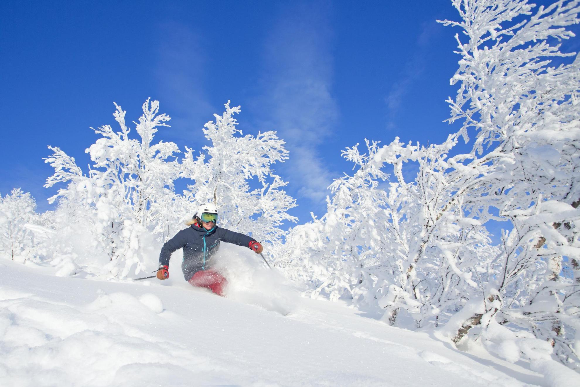 A woman is skiing off-piste. The ground and trees are covered in snow and the sky is blue.