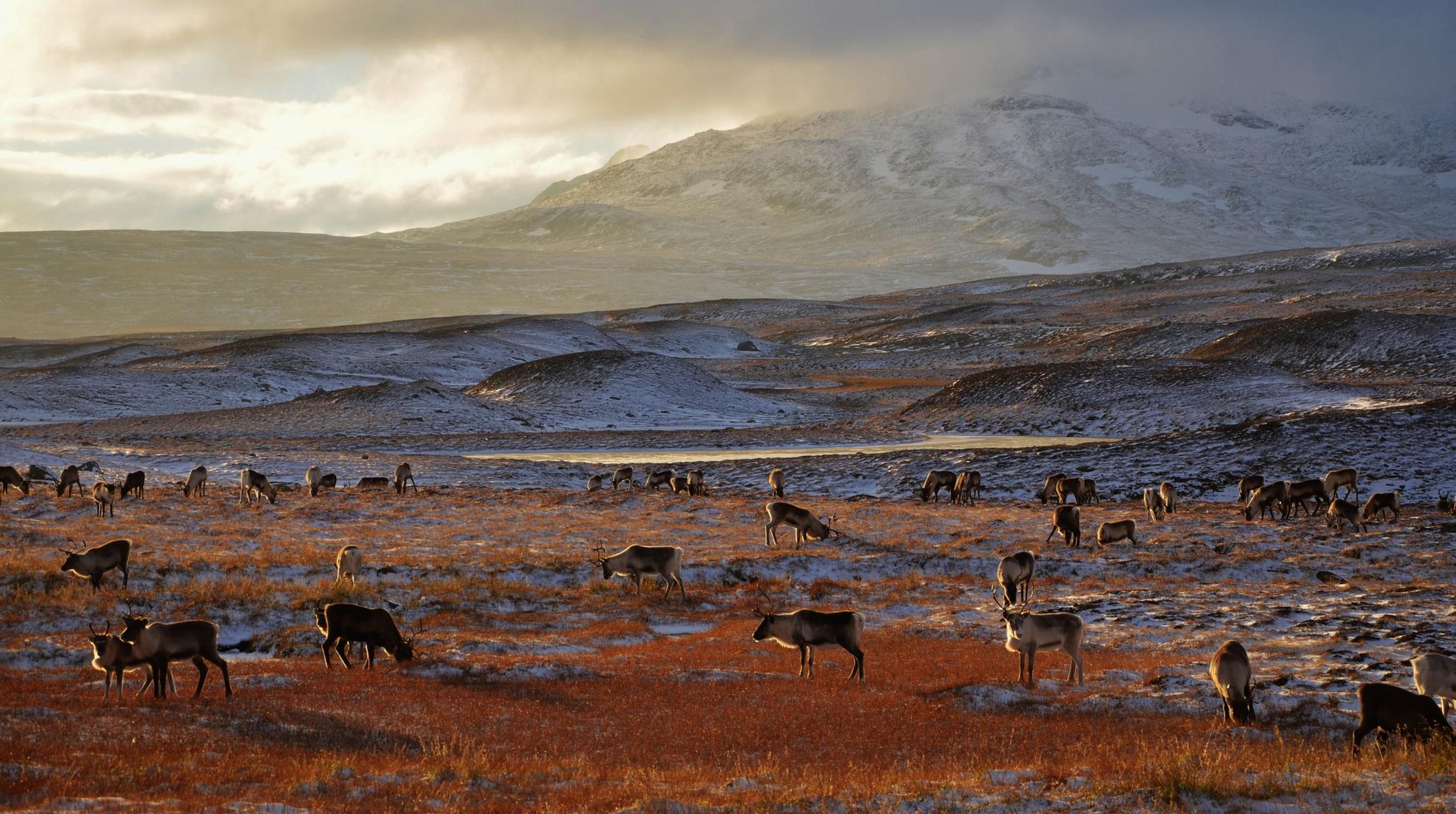 A herd of reindeer on a mountain plateau in northern Sweden.