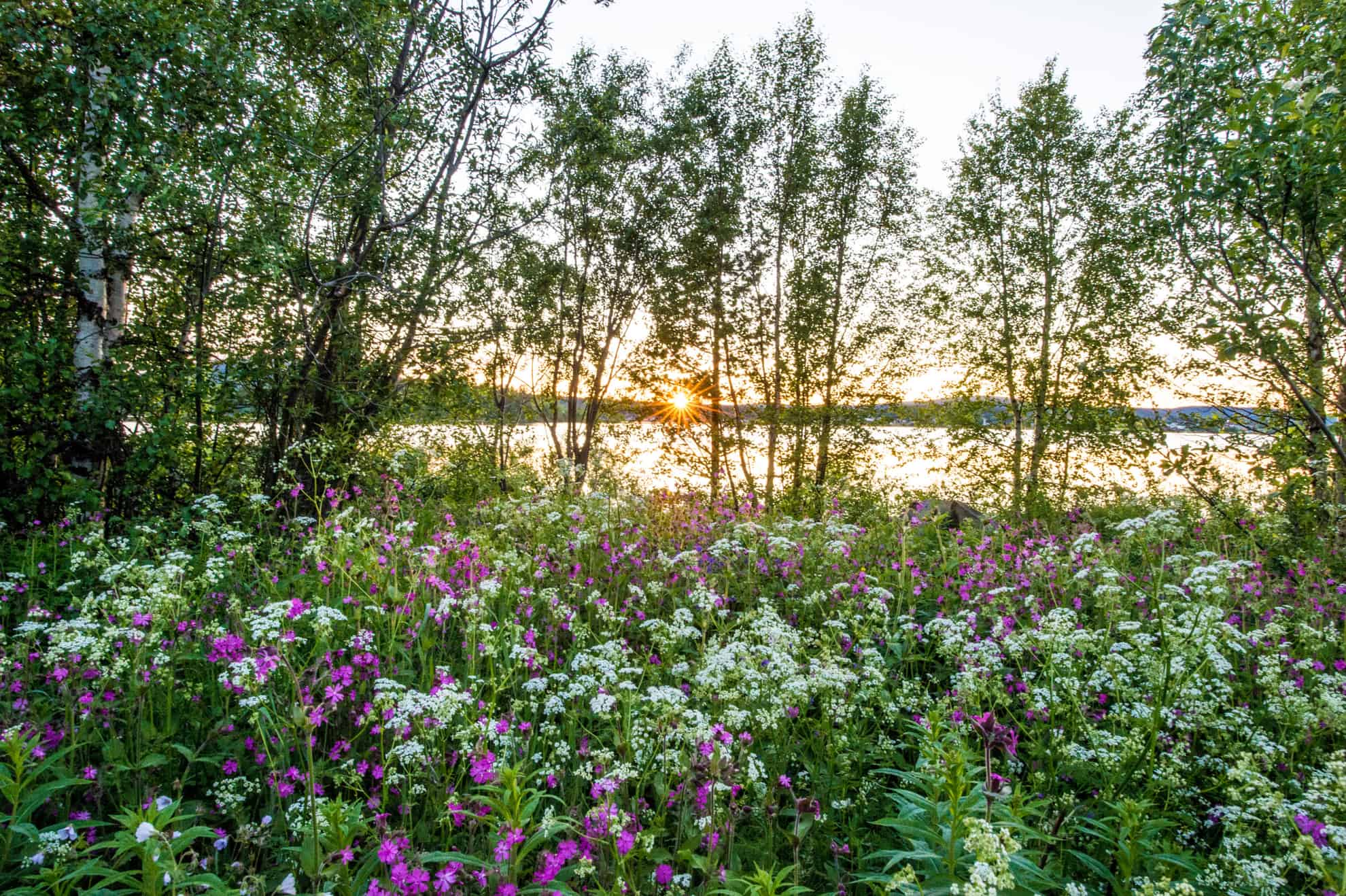 Midsummer Sun Midnight Sun in Sweden: When, where and how to experience it | Visit Sweden