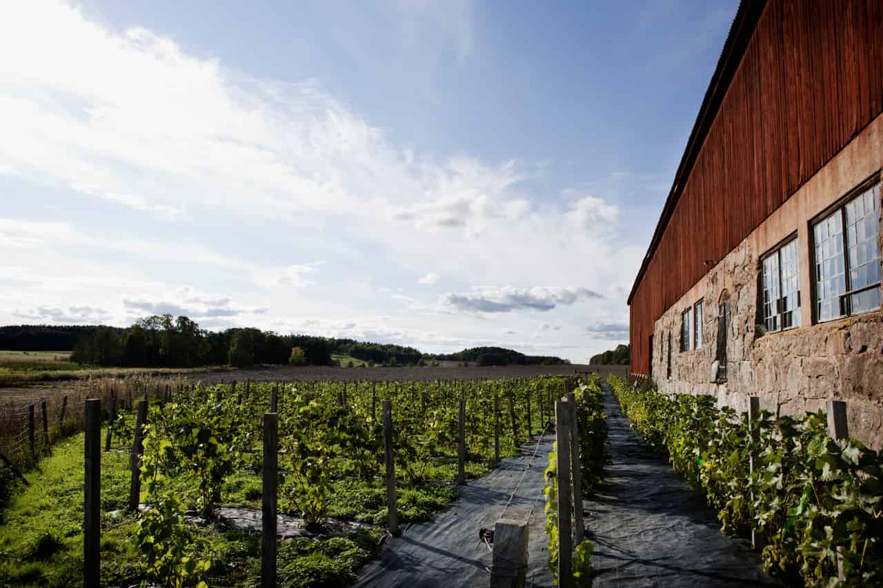Sweden's wine country: Exploring the vineyards | Visit Sweden