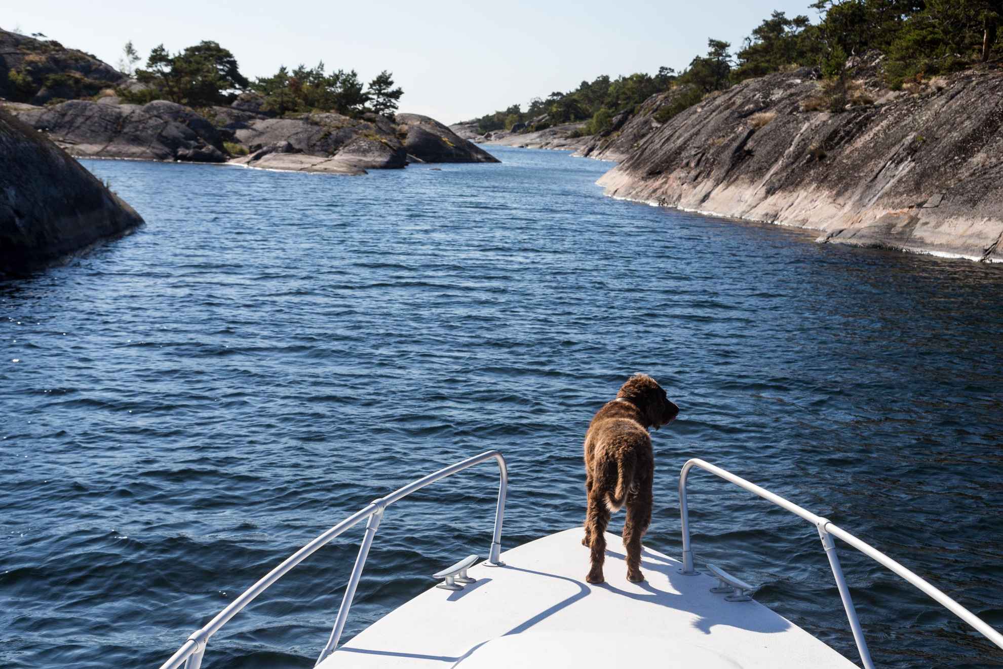 Travel To Sweden With Dogs Visit Sweden travel-to-sweden-with-dogs-visit-sweden